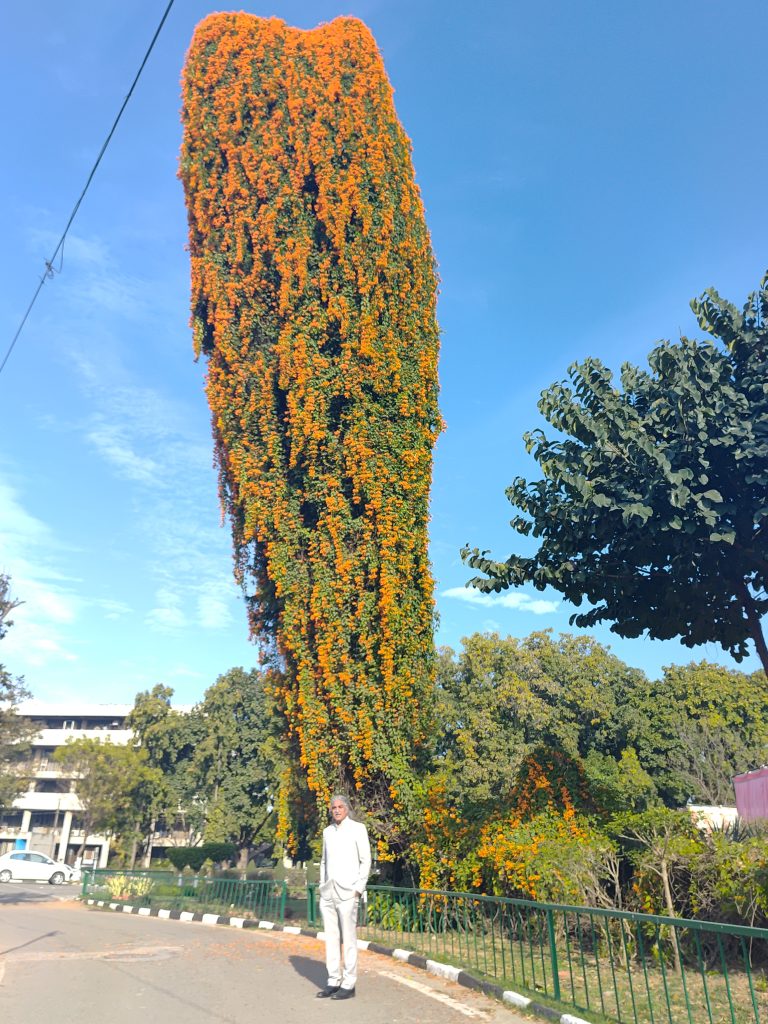 Man stands in front of massive green and yellow colored shrub/plant with trees in background