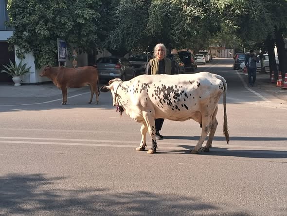 Man stands in the street behind a cow